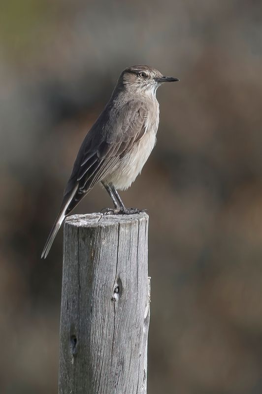 Black-billed Shrike-Tyrant