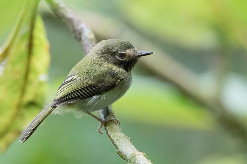 Black-throated Tody-Tyrant