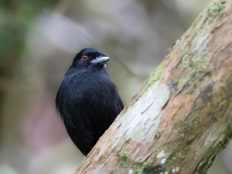 Blue-billed Black-Tyrant