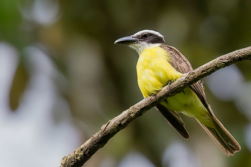 Boat-billed Flycatcher