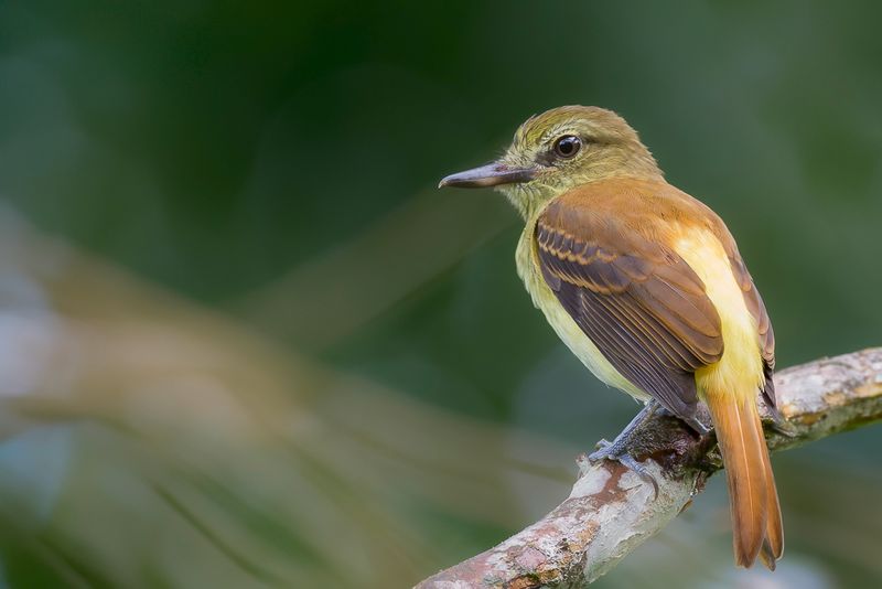 Bright-rumped Attila