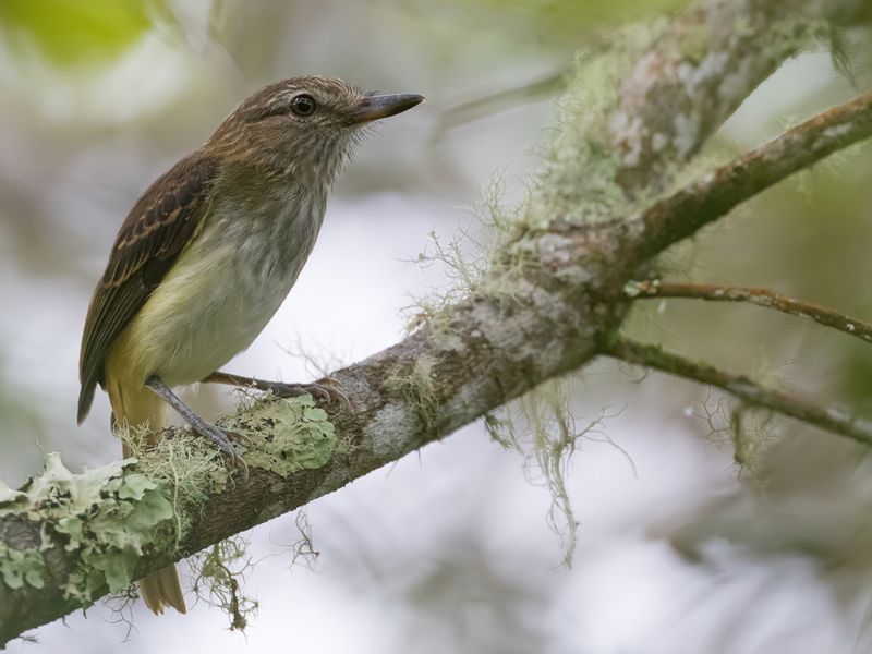 Bright-rumped Attila