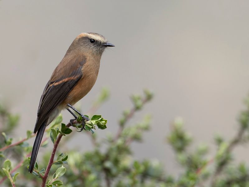 Brown-backed Chat-Tyrant