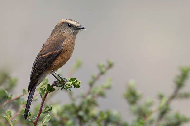 Brown-backed Chat-Tyrant