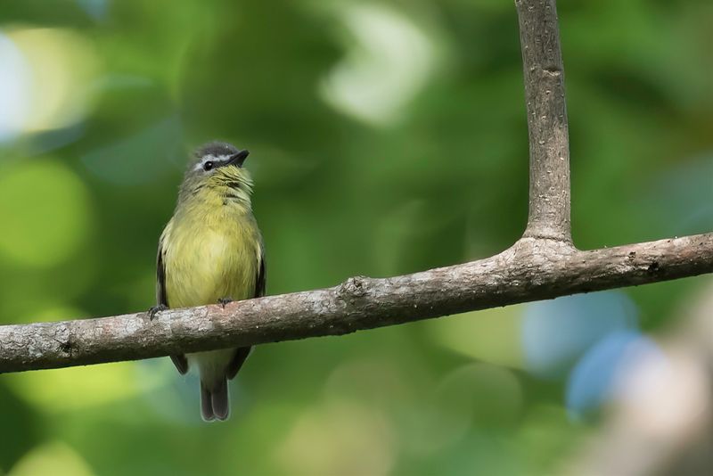 Brown-capped Tyrannulet