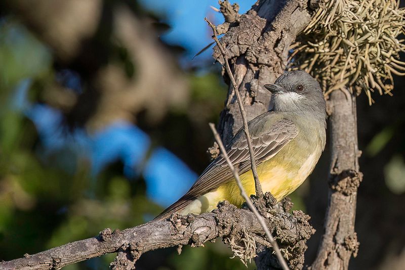 Cassin's Kingbird