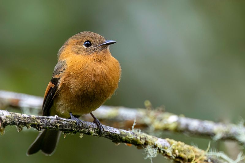 Cinnamon Flycatcher