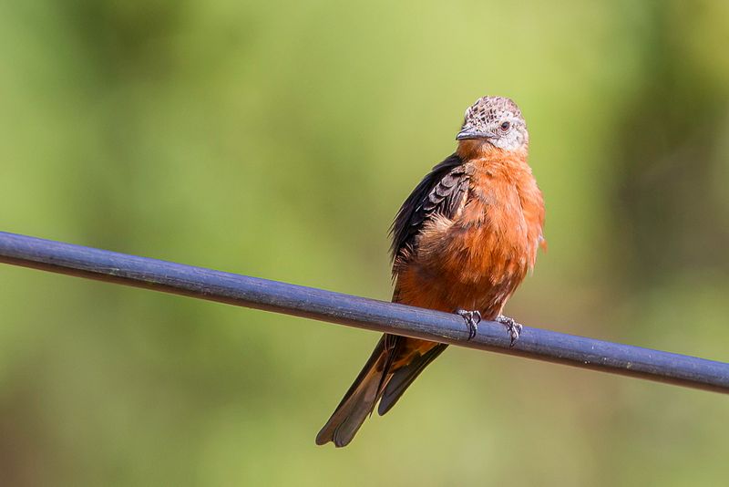 Cliff Flycatcher