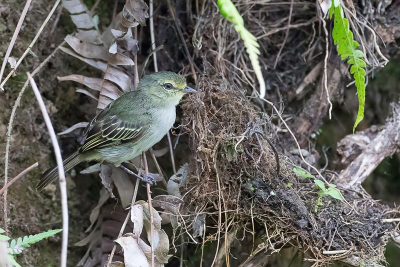 Coopmans's Tyrannulet