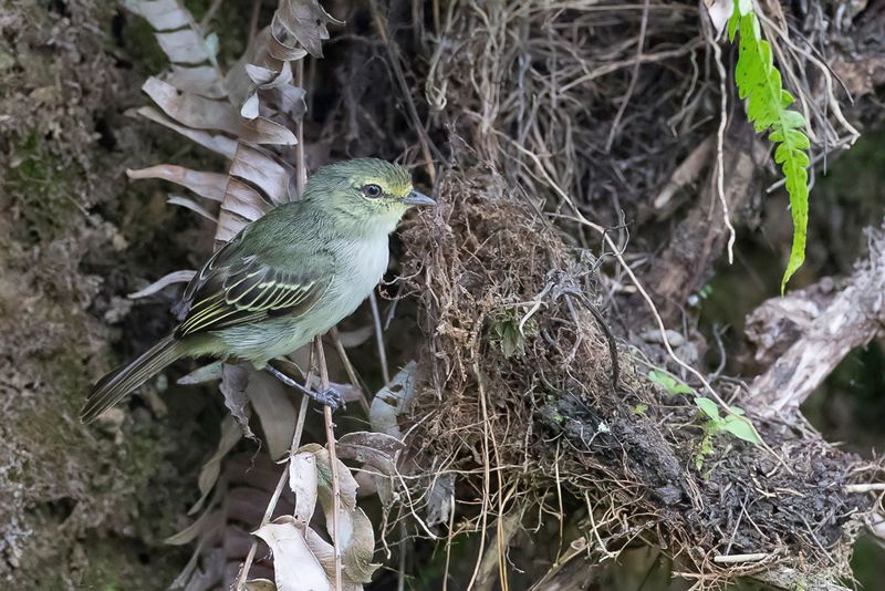 Golden-faced Tyrannulet