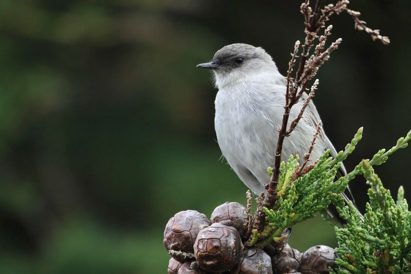 Dark-faced Ground Tyrant