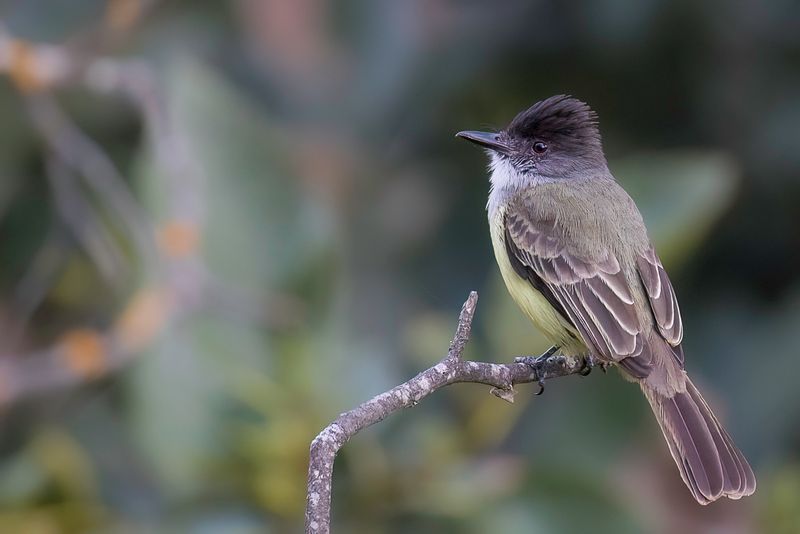 Dusky-capped Flycatcher