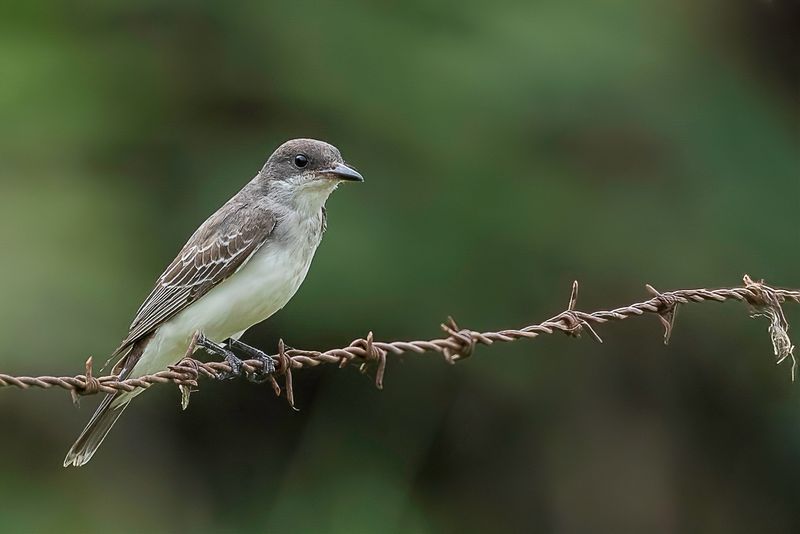 Eastern Kingbird