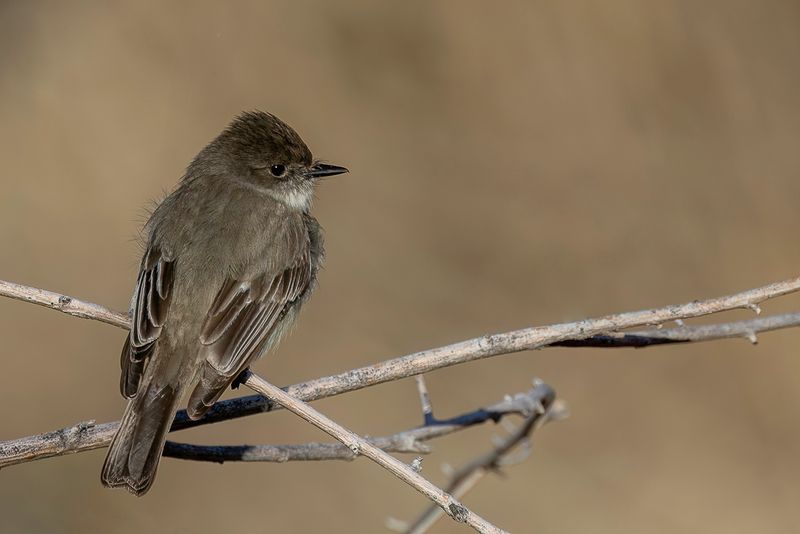 Eastern Phoebe