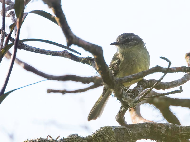 Ecuadorian Tyrannulet