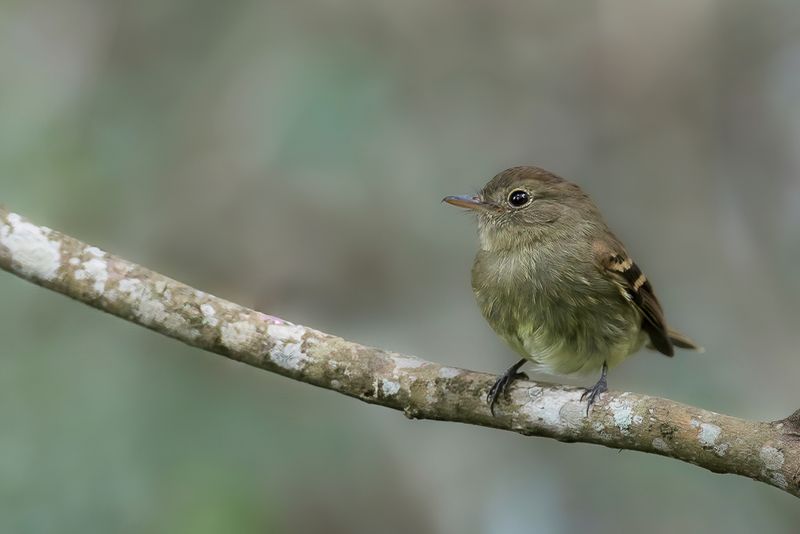 Euler's Flycatcher