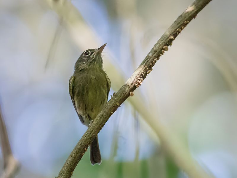Eye-ringed Tody-Tyrant