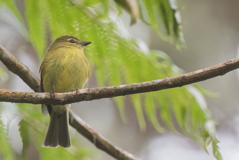 Flavescent Flycatcher