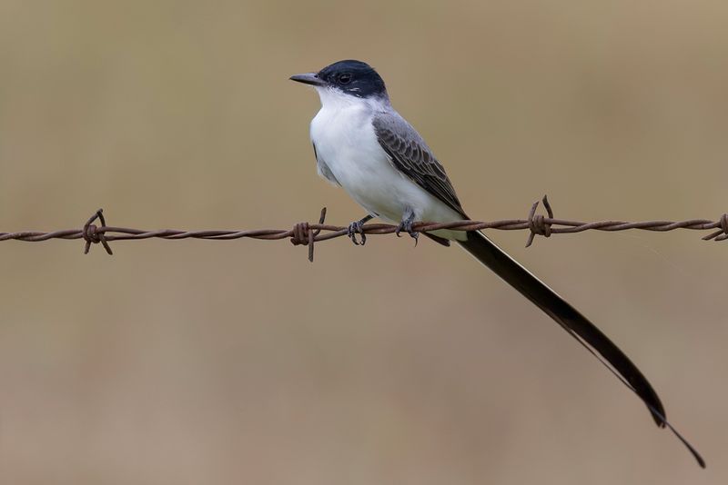 Fork-tailed Flycatcher