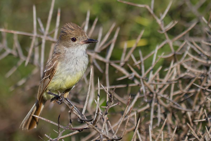 Galapagos Flycatcher