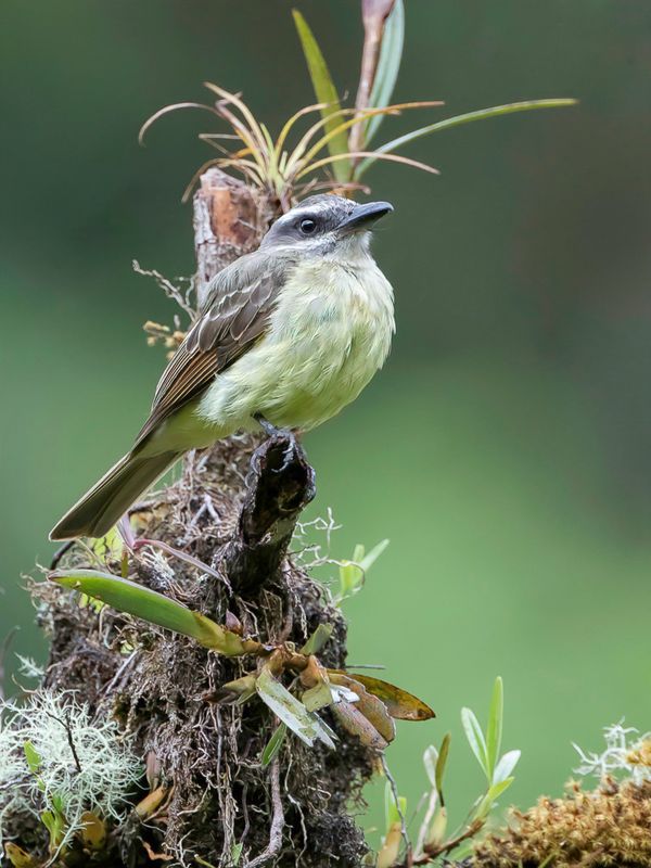 Golden-crowned Flycatcher