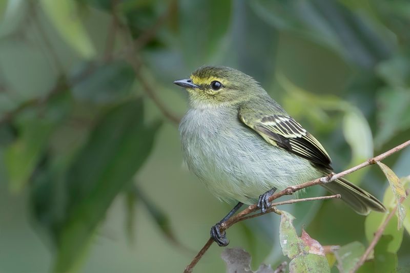 Golden-faced Tyrannulet
