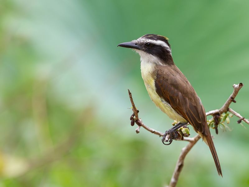 Great Kiskadee