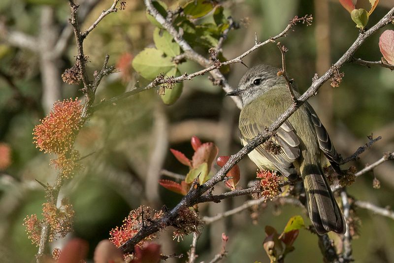 Greenish Elaenia