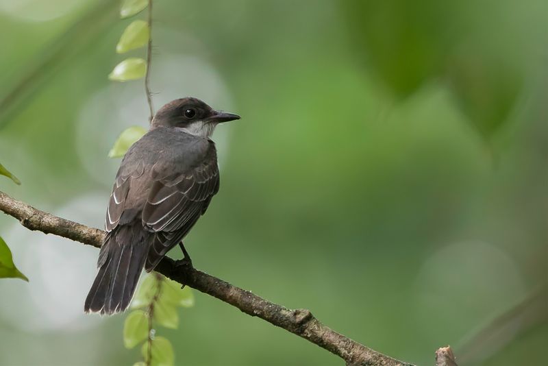 Grey Kingbird