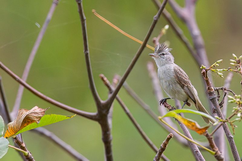 Grey-and-white Tyrannulet