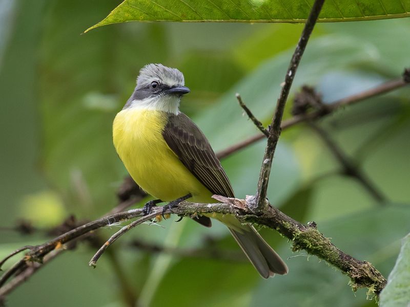 Grey-capped Flycatcher