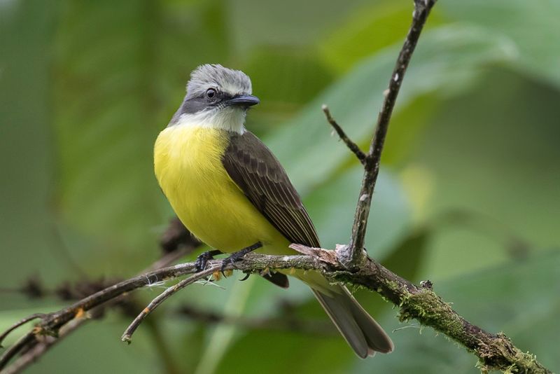 Grey-capped Flycatcher
