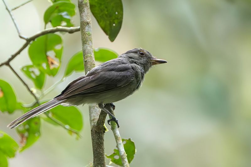 Greyish Mourner