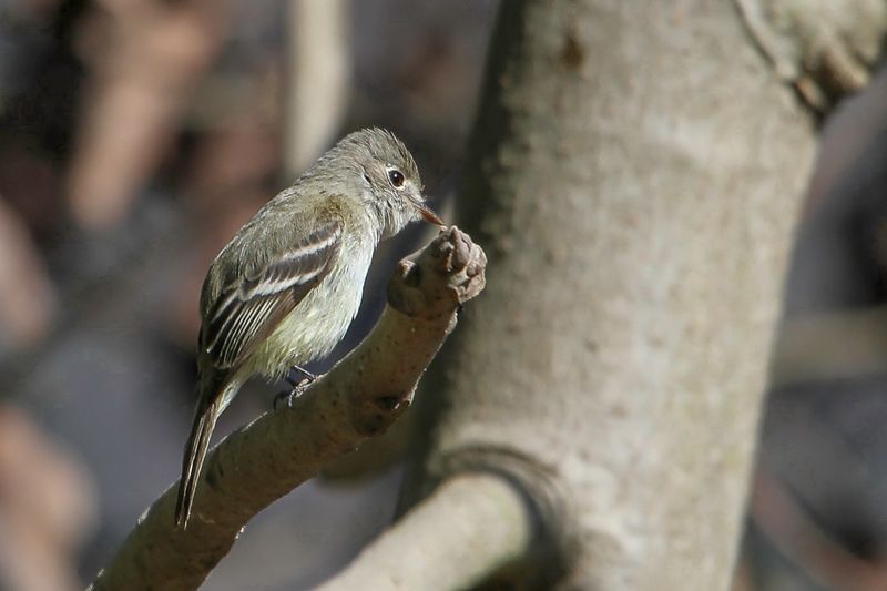 Hammond's flycatcher