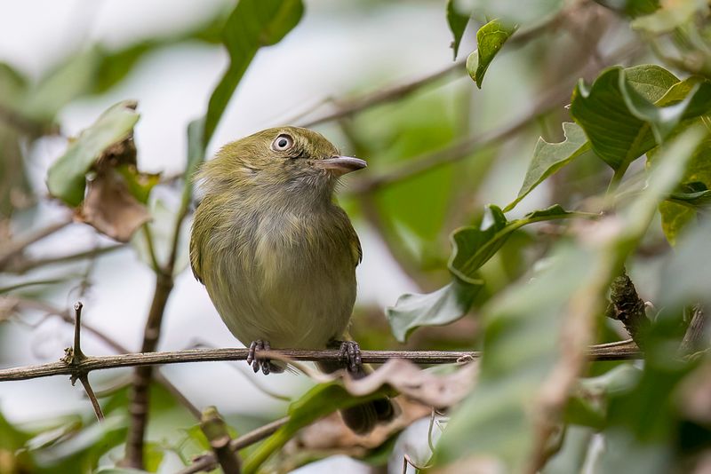 Hangnest Tody-Tyrant