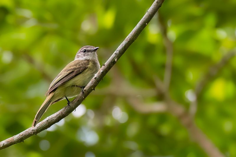 Jamaican Elaenia