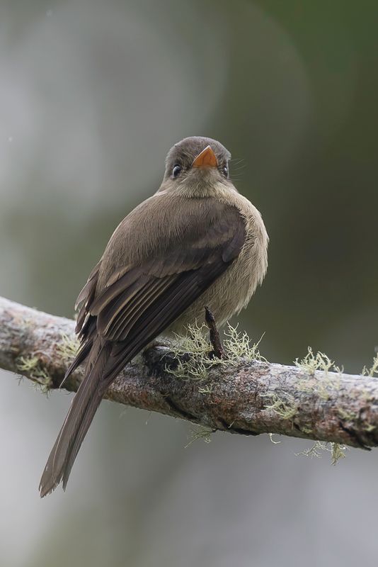 Jamaican Pewee