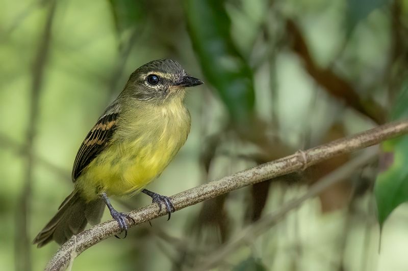 Large-headed Flatbill