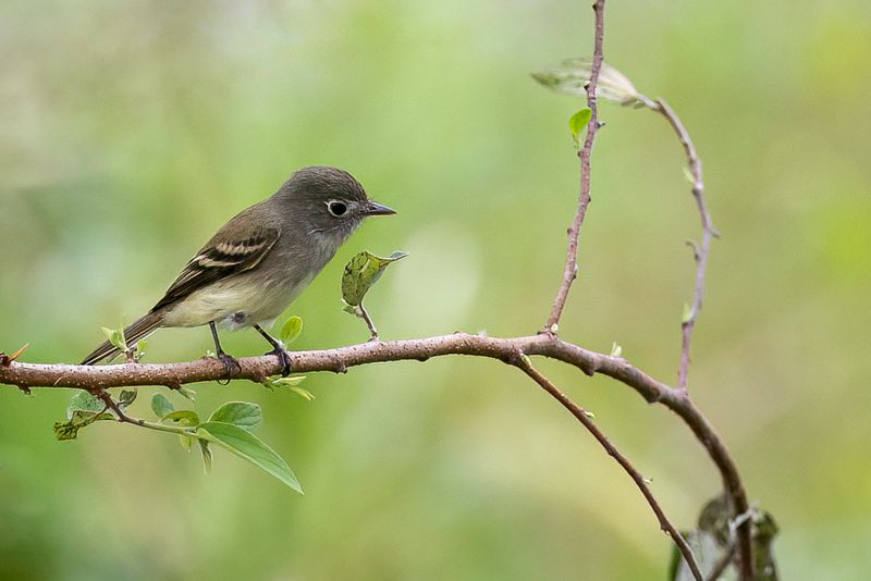 Least Flycatcher