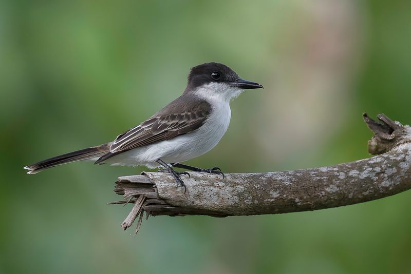 Loggerhead Kingbird