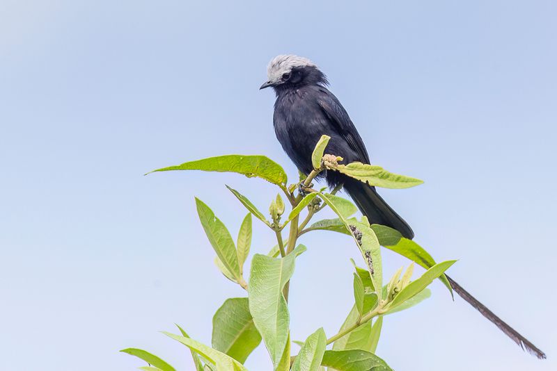 Long-tailed Tyrant