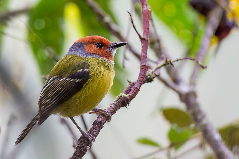 Lulu's Tody-Flycatcher
