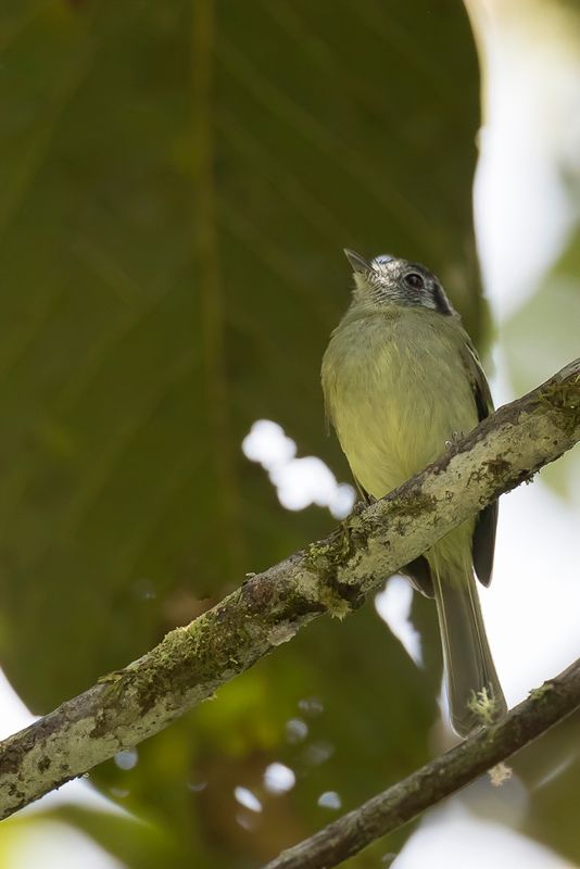 Marble-faced Bristle Tyrant