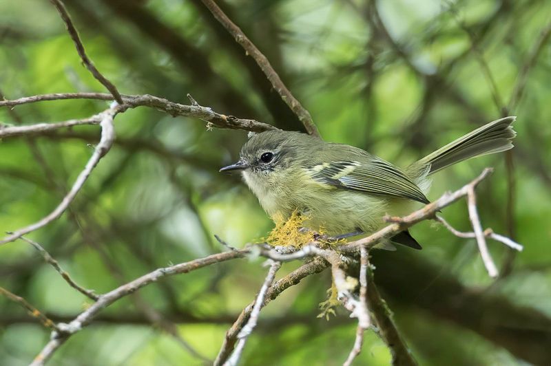 Mottle-cheeked Tyrannulet