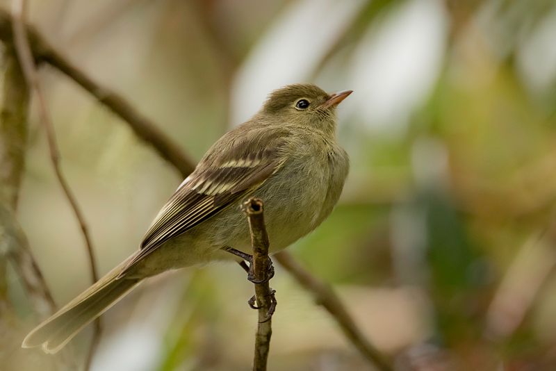 Mountain Elaenia
