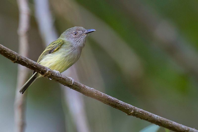 Northern Bentbill