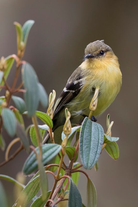 Ochraceous-breasted Flycatcher