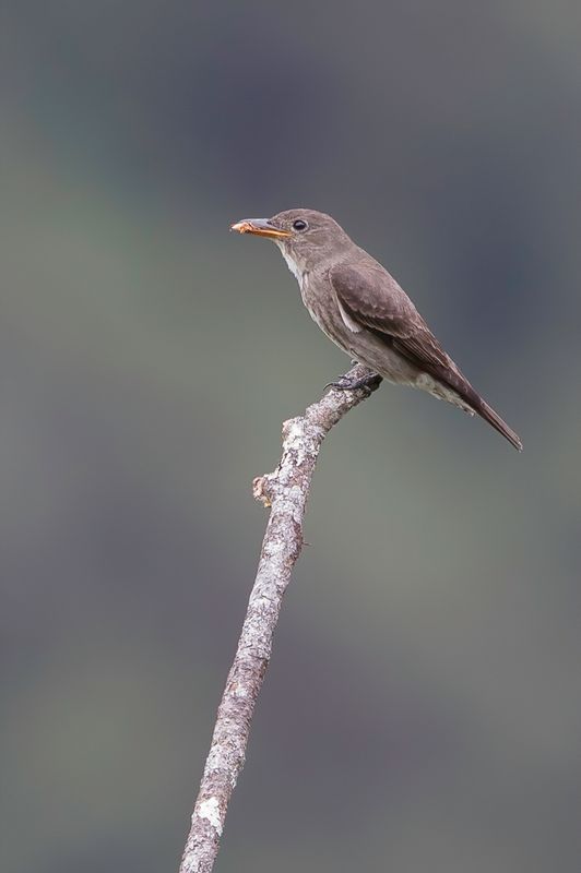 Olive-sided Flycatcher