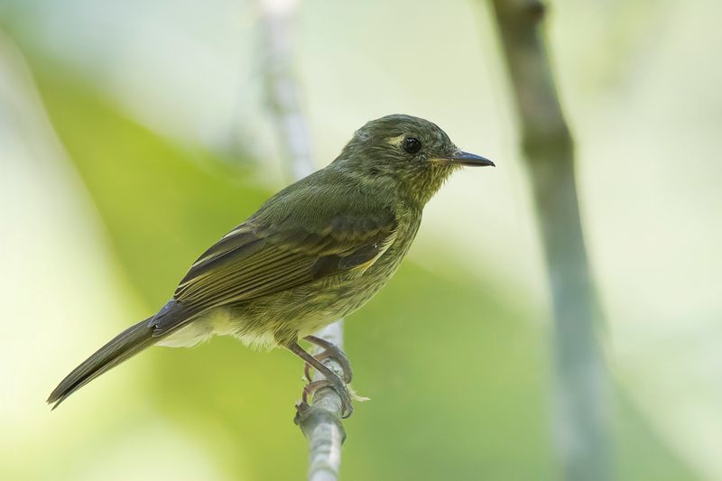 Olive-striped Flycatcher