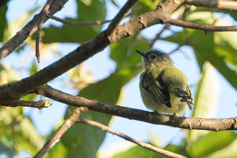 Orange-eyed Flatbill